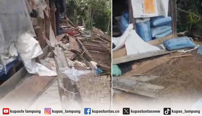 Gajah Liar Rusak Rumah Warga Suoh Lampung Barat, Biji Kopi Berserakan