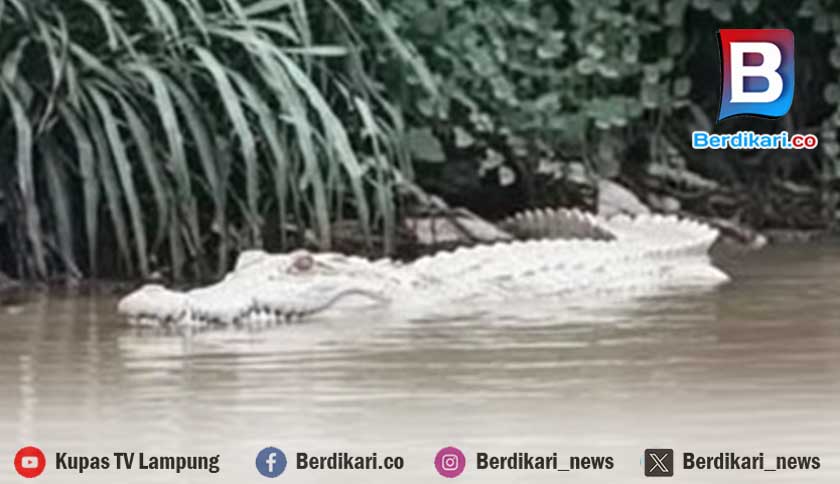 Geger Buaya Putih Muncul di Sungai Pringsewu
