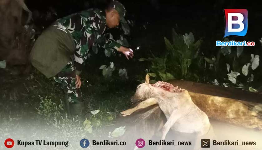 Harimau Sumatera Mangsa Ternak Sapi Warga di Desa Pelita Jaya Pesisir Barat 