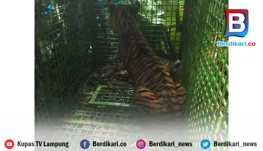 Harimau Sumatera yang Meneror Warga di Suoh dan BNS Bakal Dievakuasi ke PPS Bandar Lampung