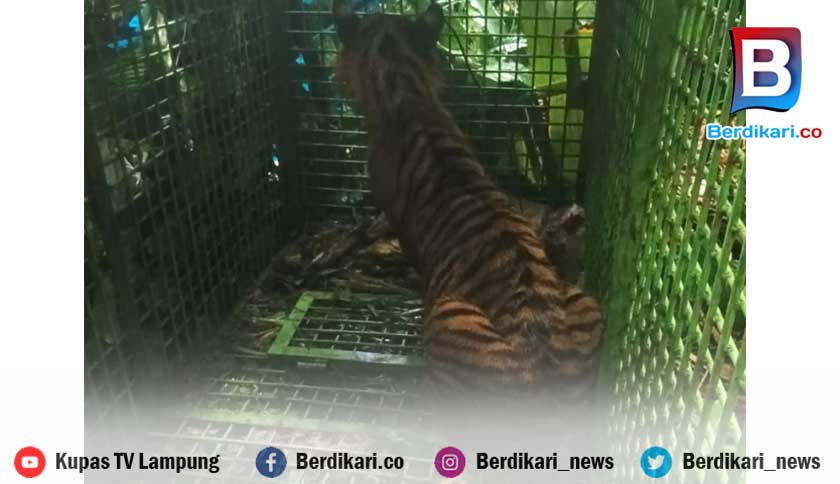 Harimau Sumatera yang Meneror Warga Suoh dan BNS Lambar Akhirnya Tertangkap