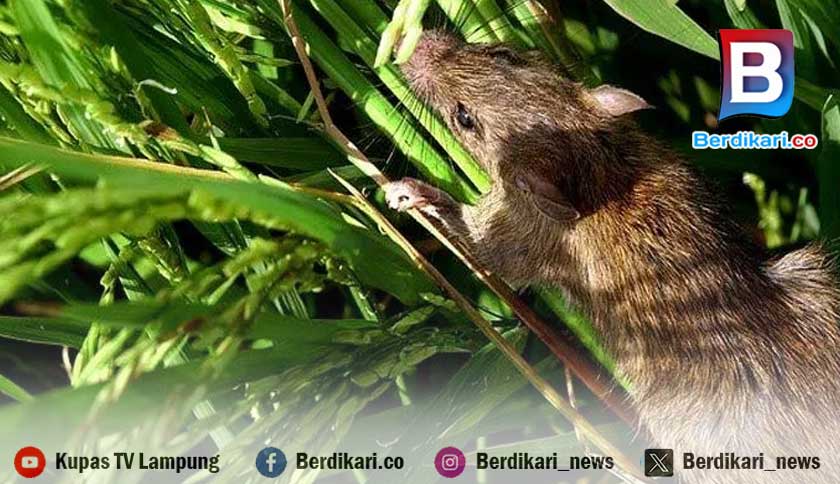 Hilangnya Predator Disebut Jadi Sebab Serangan Tikus Makin Menggila