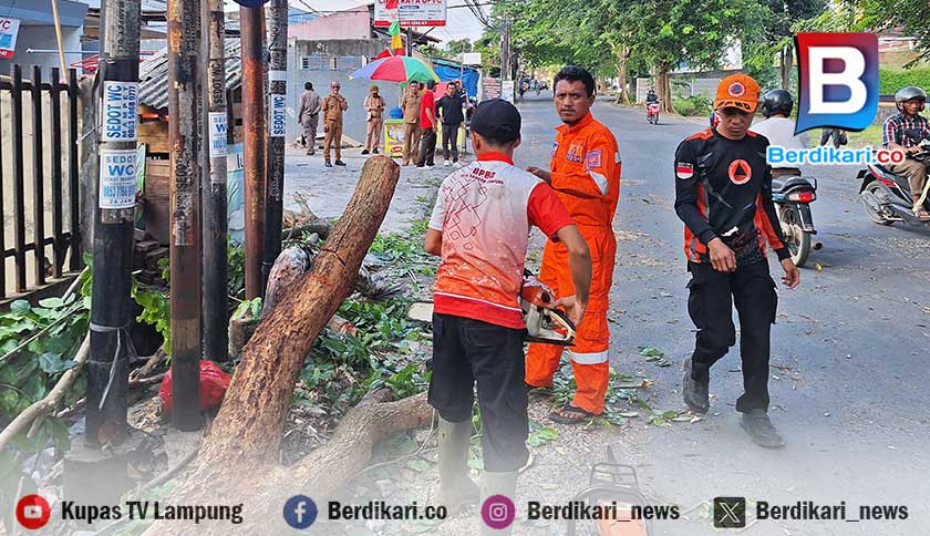 Honorer Tewas Tertimpa Pohon Tumbang di Bandar Lampung
