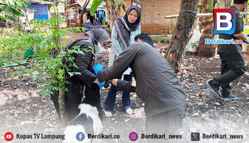 Idul Adha 1446 H, DPD PDI-P Lampung Kurban 11 Sapi dan 14 Kambing