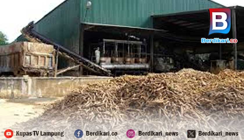 Imbas Instruksi Gubernur, 27 Pabrik Singkong Lampung Tutup Sementara