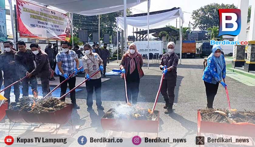 Kejari Lamsel Musnahkan BB Senilai Rp 60 Miliar Lebih