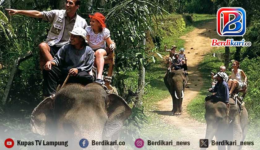 Kemenhut Larang Wisata Gajah Tunggang