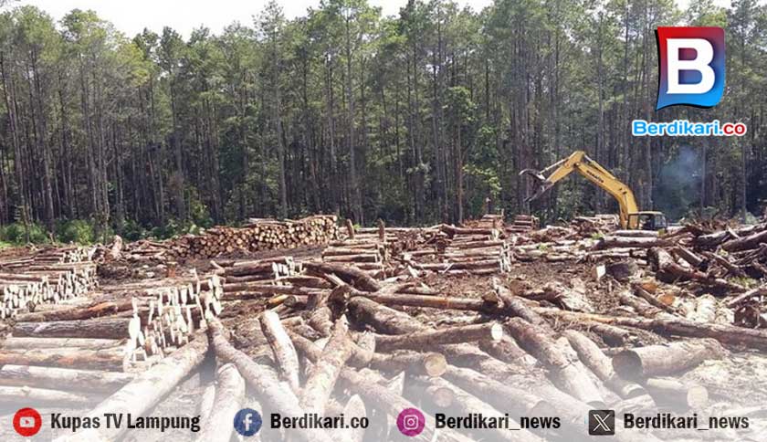 Ketua Gapoktan Tanjung Raja Diduga Terlibat Pembalakan Liar, Aparat Diminta Usut Tuntas