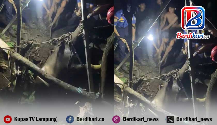 Lima Jam Berjuang, Damkar Bandar Lampung Selamatkan Kerbau 300 Kilogram dari Sumur 