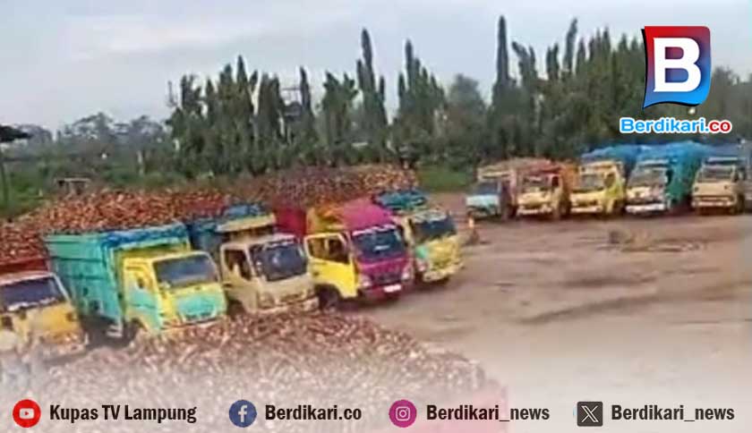 Pabrik Batasi Beli Singkong 600 Ton per Hari, Sopir Truk Singkong Antre Hingga Dua Hari