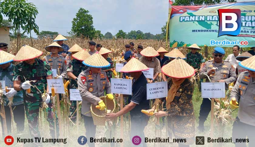 Panen Raya Jagung di Pringsewu, Upaya Jaga Stok dan Stabilkan Harga Pangan