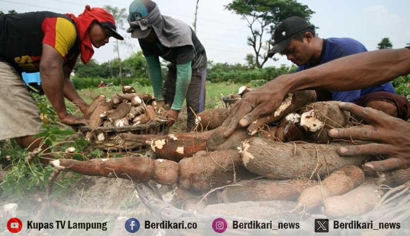 Pengamat: Mekanisme Pasar Jual Beli Singkong Dikuasai Pabrik Besar, Pemerintah Harus Aktif Mengawasi