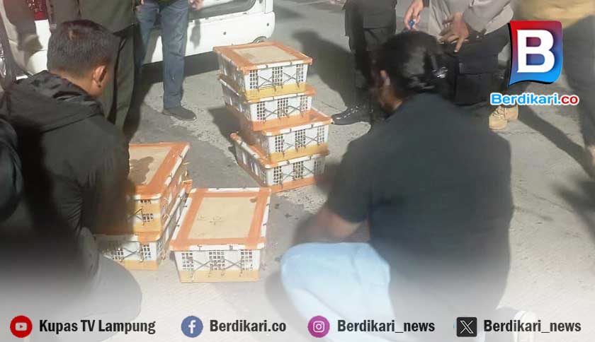 Penyelundupan Ratusan Burung Digagalkan di Pelabuhan Bakauheni