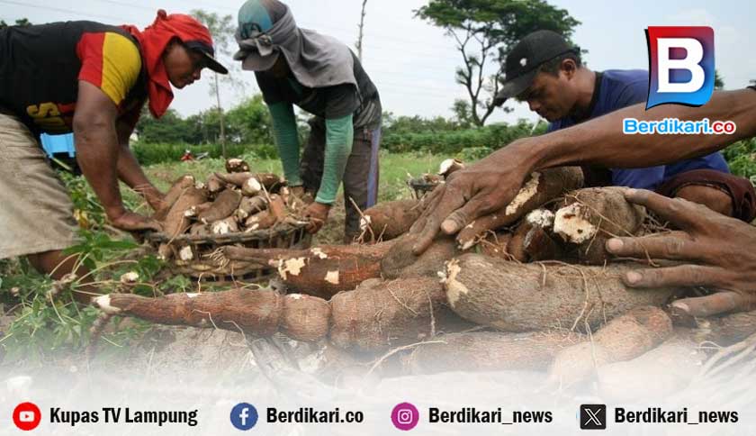 Petani Singkong Terjepit, Pengamat: Perlu Kemitraan Langsung untuk Lawan Monopoli Pabrik