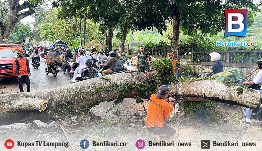 Pohon Tumbang dan Tembok Roboh di Bandar Lampung