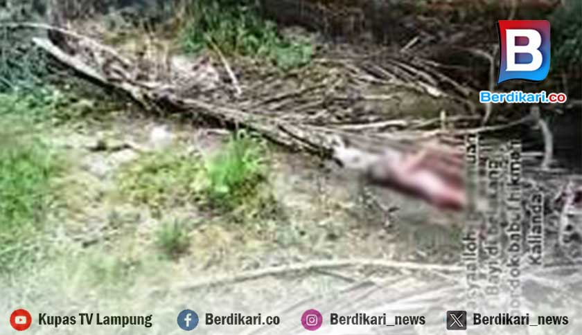 Polisi Ungkap Identitas Ayah Bayi yang Dibuang di Kalianda: Baru Menikah, Kini Ditahan