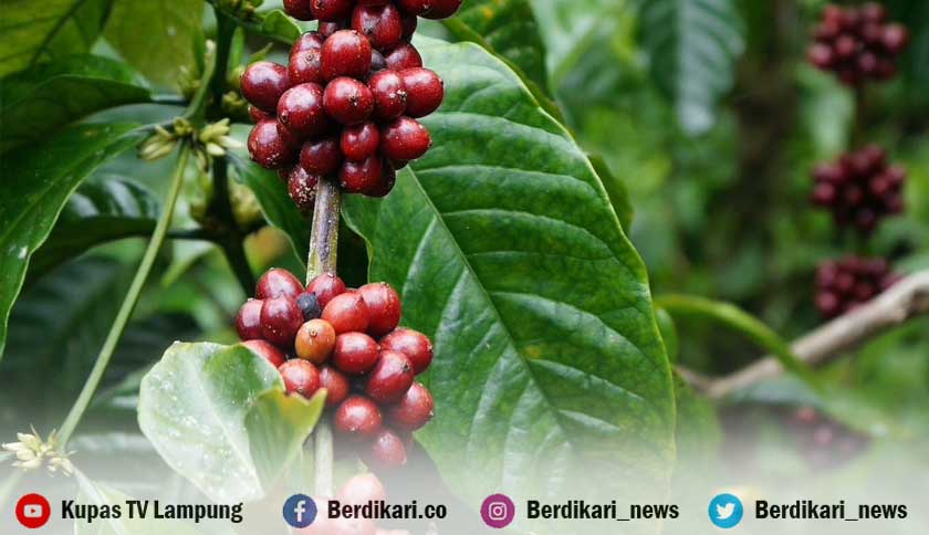 Berita
