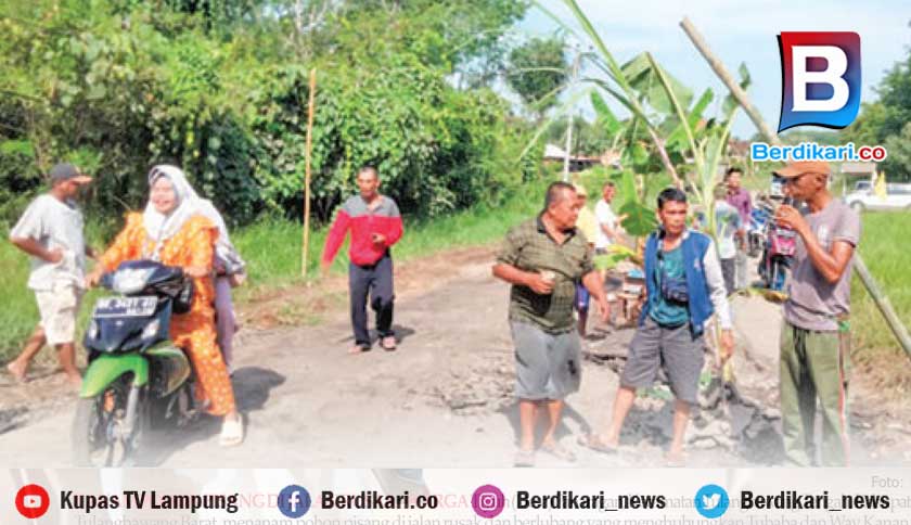 Berdikari Protes Warga Tanam Pohon Pisang Di Jalan Rusak Penghubung