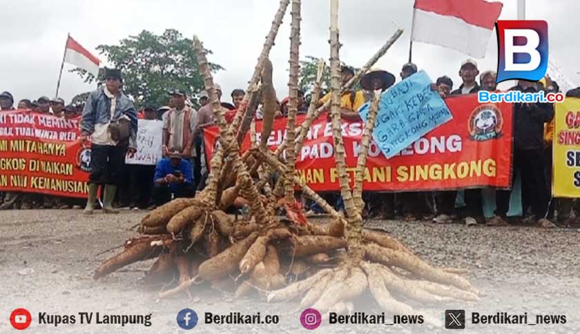 Ratusan Petani Singkong Demo di Kantor Bupati dan DPRD Lamtim, Ini Tuntutannya