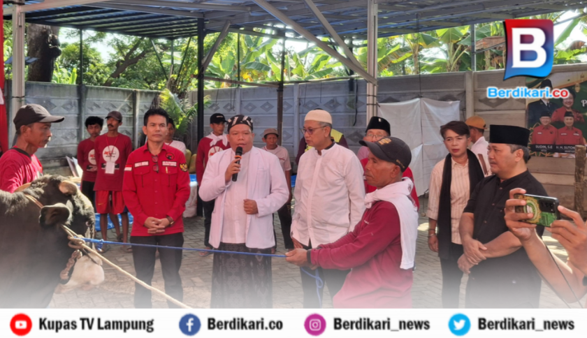 Rayakan Idul Adha, PDI Perjuangan Lampung Sembelih Puluhan Hewan Kurban untuk Warga
