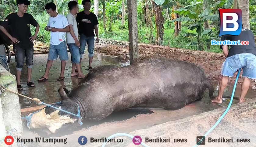 Sapi Kurban Milik Presiden Prabowo Mati Mendadak