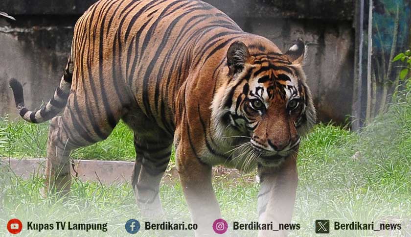 Sebulan Terakhir, Dua Warga Lambar Jadi Korban Keganasan Harimau Sumatera