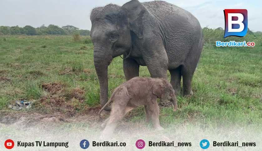 Berdikari Selama November Dua Bayi Gajah Lahir Di Taman Nasional Way Kambas