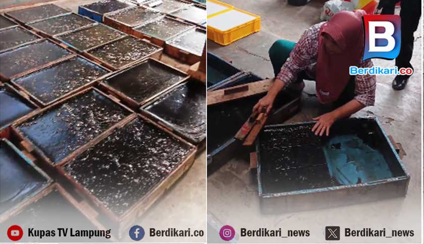 Sempat Berjaya, Produsen Cincau Hitam Keluhkan Penurunan Penjualan Sejak 2023