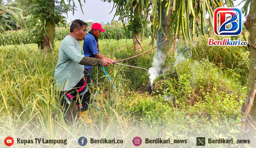 Serangan Tikus Mengganas di Metro Barat, Petani Waswas Gagal Panen dan Rugi Jutaan Rupiah