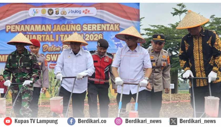 Sinergi Dukung Ketahanan Pangan, DPRD Lampung Ikuti Tanam Raya Jagung Serentak