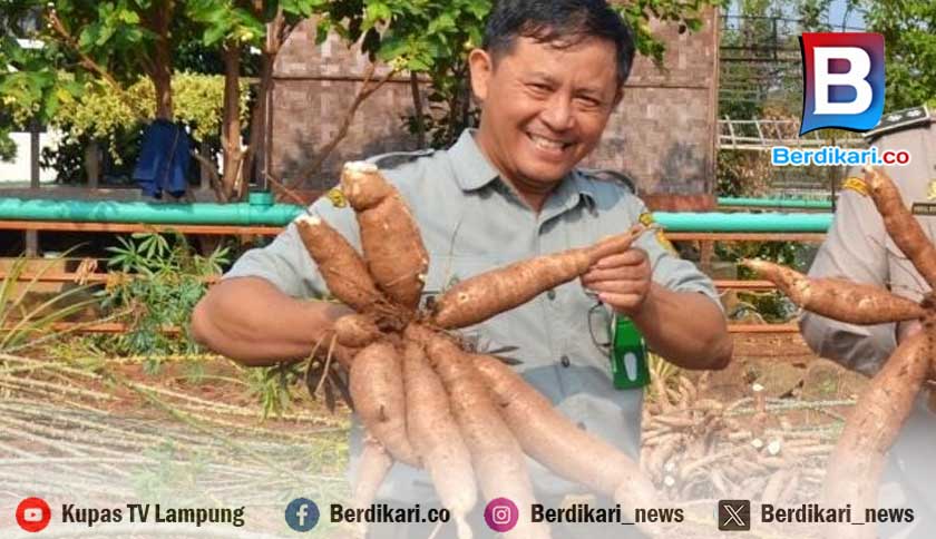 Sistem Kontrak Bisa Jadi Solusi Stabilkan Harga Singkong