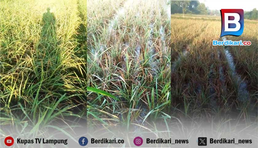 Tanaman Diserang Tikus, Petani Pilih Babat Padi untuk Pakan Ternak