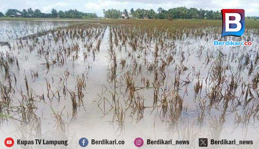 Terendam Banjir, 14.943 Hektar Lahan Sawah di Lampung Puso