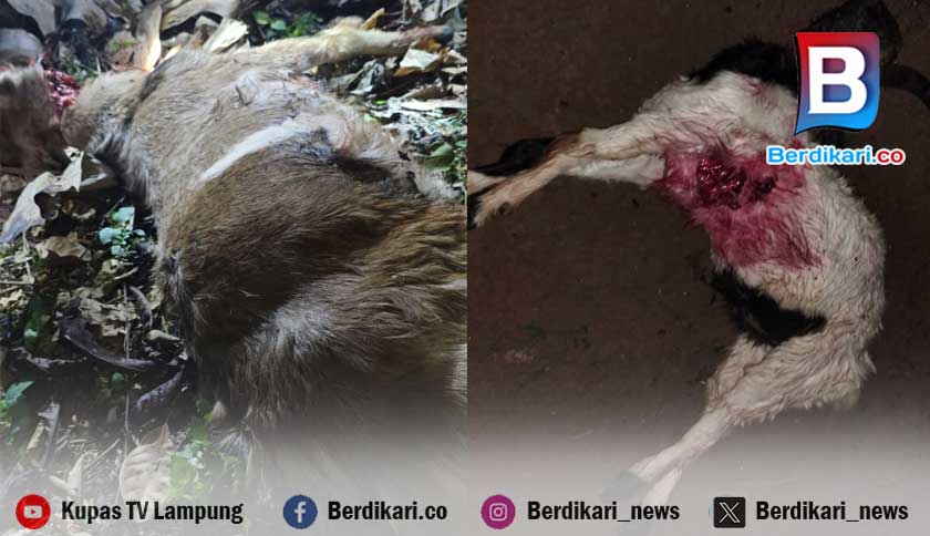 Teror Beruang di Lampung Barat, 21 Kambing Tewas Dimangsa