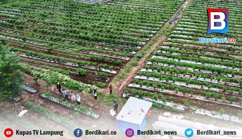 Berita