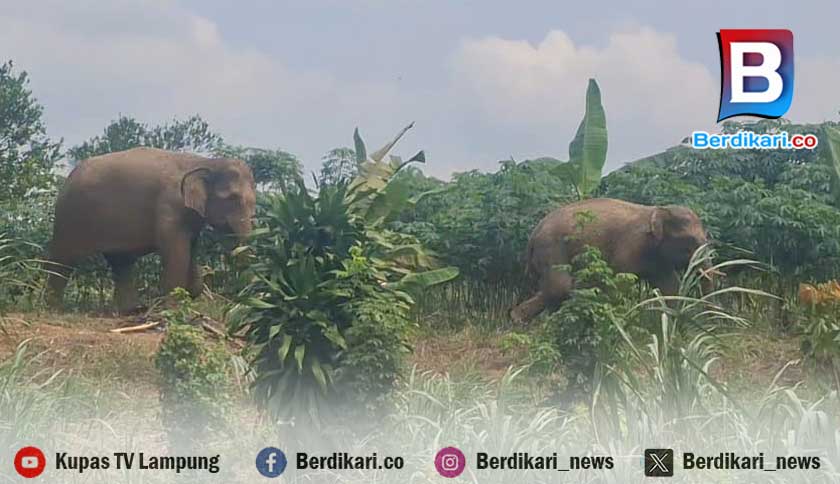 Tujuh Gajah Liar TNWK Masuk Kebun Warga