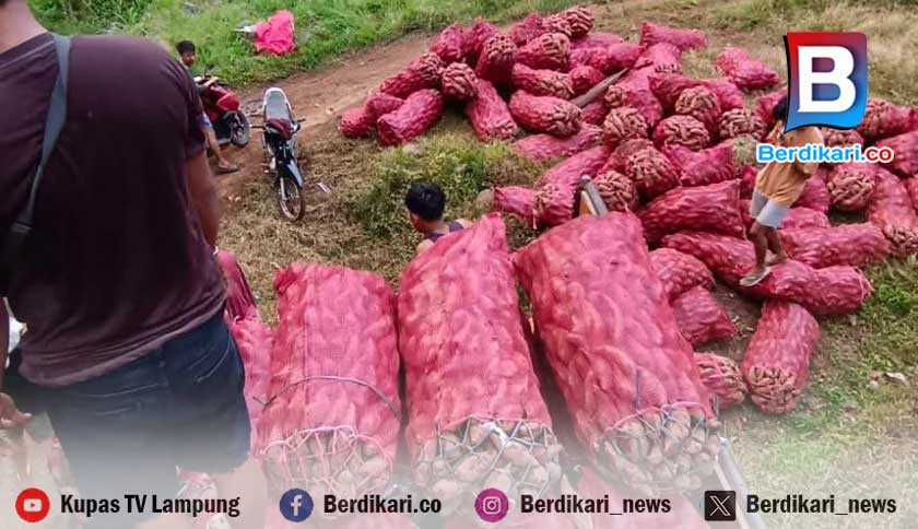 Ubi Jalar Oren Madu Jadi Andalan Baru Petani Tanggamus, Harga Tembus Rp4.500 Per Kilo