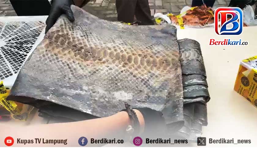 Upaya Penyelundupan Kura-kura dan Kulit Ular Digagalkan di Bakauheni