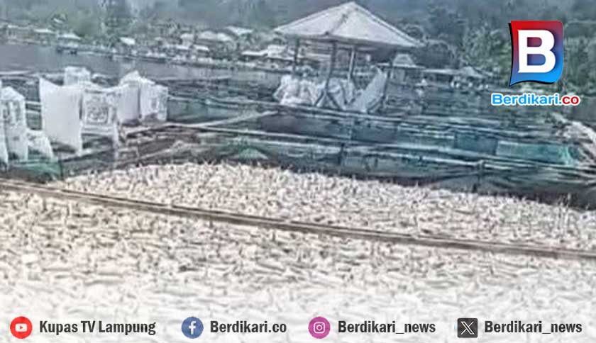 Upwelling Kembali Muncul, Ribuan Ikan Mati Mendadak di Danau Ranau