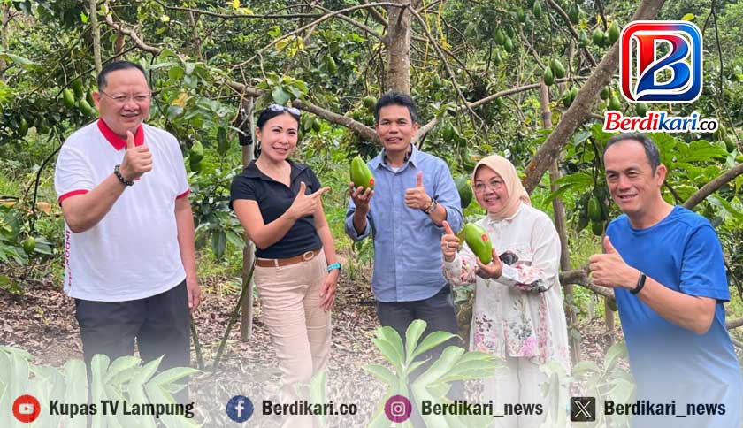 Wisata Alam di Perbukitan Bandar Lampung, DJ Farm & Villa Tawarkan Staycation Sambil Petik Alpukat Unggulan